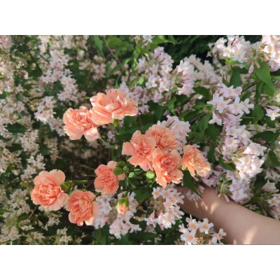 Гвоздика Шабо Гвоздика Шабо