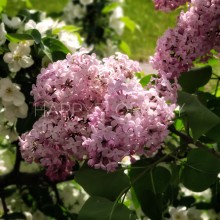 Букеты из сирени