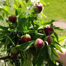 Букет из пионов