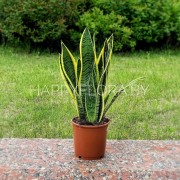 Сансевиерия (щучий хвост)