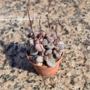 Адромискус