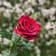 Алая роза 50см