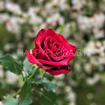 Алая роза 60см Алая роза 60см