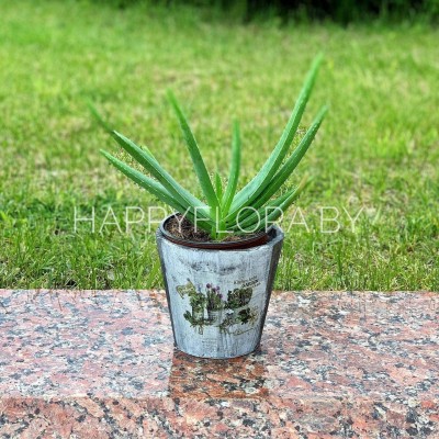 Алоэ вера Алоэ вера