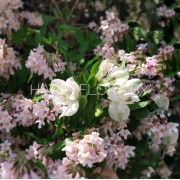 Белая альстромерия