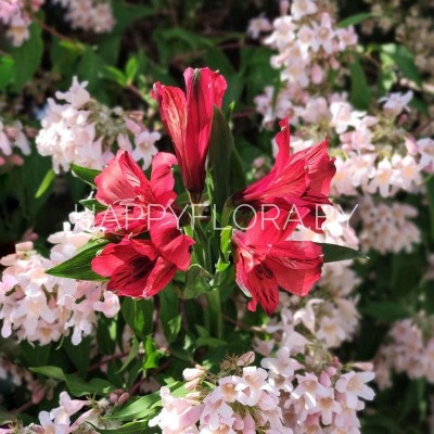 Красная альстромерия Красная альстромерия