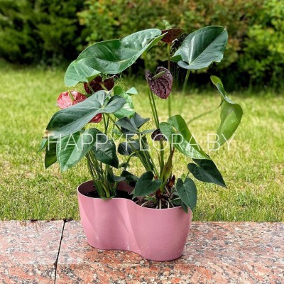 Антуриум Антуриум