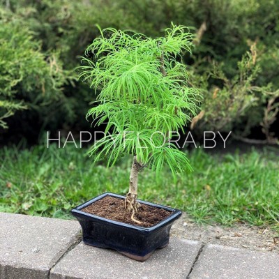 Бансай Бансай