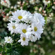 Кустовая белая хризантема (сорт Бакарди)