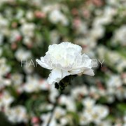 Белая гвоздика