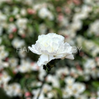 Белая гвоздика Белая гвоздика