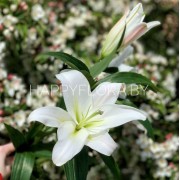 Белая лилия