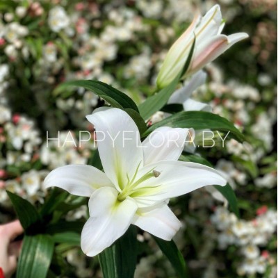 Белая лилия Белая лилия