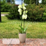 Белая орхидея