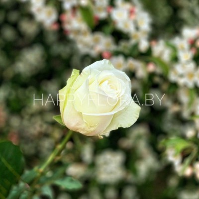 Белая роза 50см Белая роза 50см