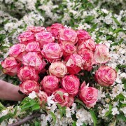 Букет из роз "Эквадор" 25шт