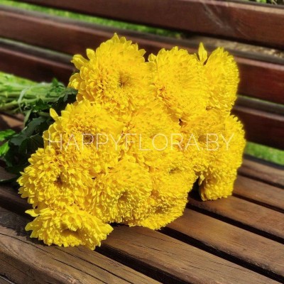 Букет из жёлтых одиночных хризантем 13 шт Букет из жёлтых одиночных хризантем 13 шт