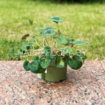 Цикломен Цикломен