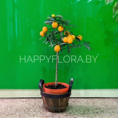 Цитрус Цитрус