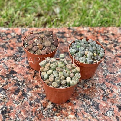 Литопс Литопс