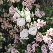 Белая эустома