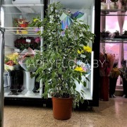 Фикус Бенджамина