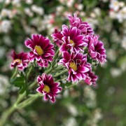 Кустовая фиолетова хризантема (сорт Бакарди)