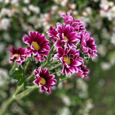 Кустовая фиолетова хризантема (сорт Бакарди) Кустовая фиолетова хризантема (сорт Бакарди)
