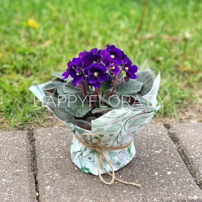 Фиалка Фиалка