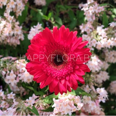 Красная гербера Красная гербера