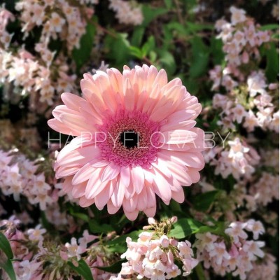 Розовая гербера Розовая гербера