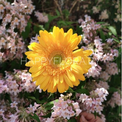 Гербера Гербера