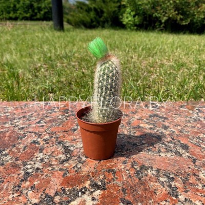 Кактус Кактус