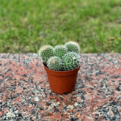 Кактус Кактус