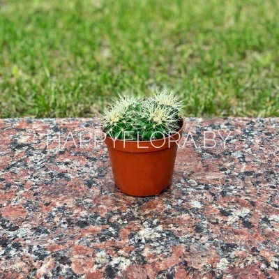 Кактус Кактус