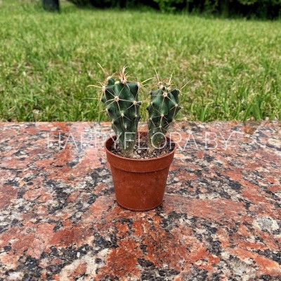 Кактус Кактус