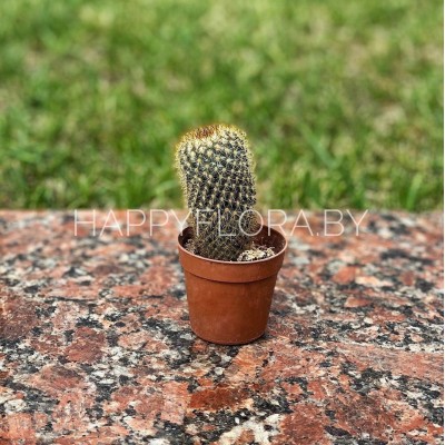 Кактус Кактус