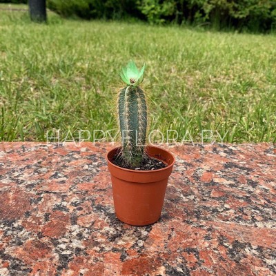 Кактус Кактус