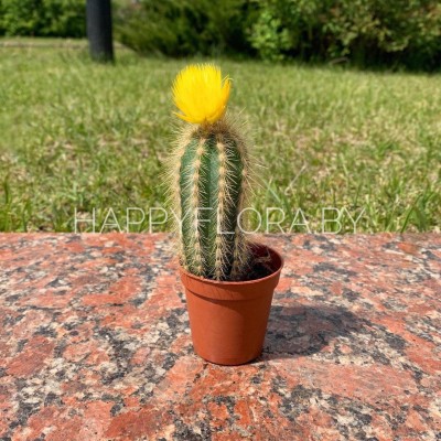 Кактус Кактус