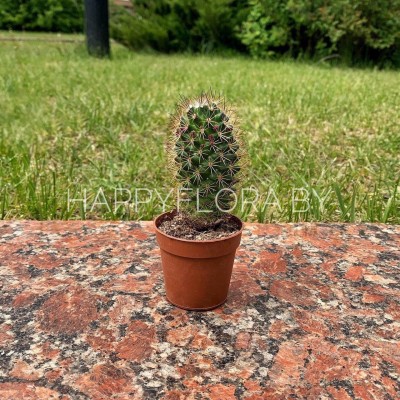 Кактус Кактус