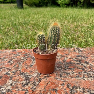 Кактус Кактус