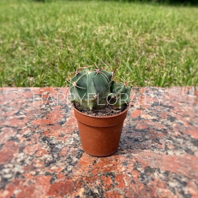 Кактус Кактус