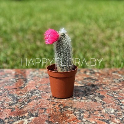 Кактус Кактус