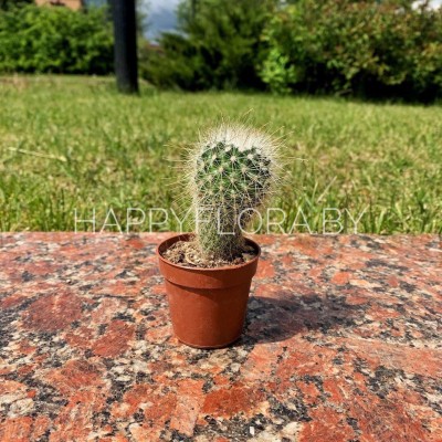 Кактус Кактус