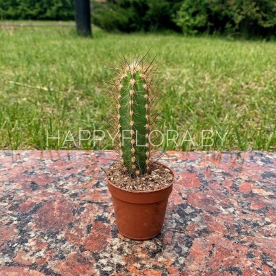 Кактус Кактус