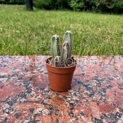 Кактус Кактус