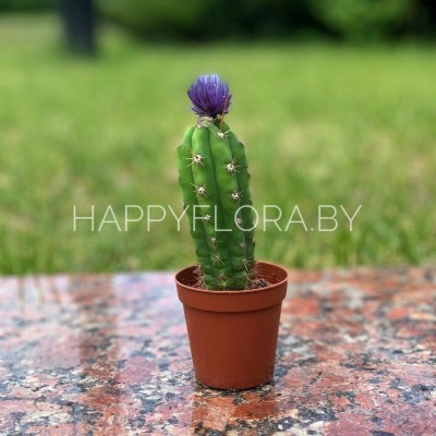 Кактус Кактус