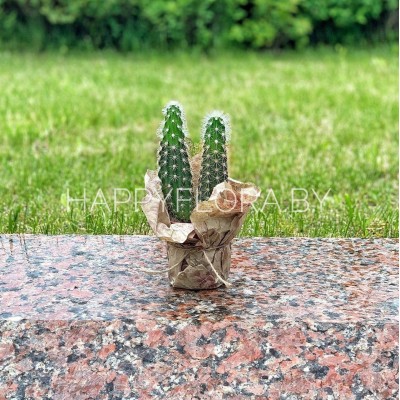 Кактус Кактус