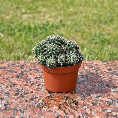 Кактус Кактус