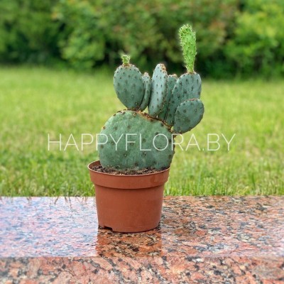 Кактус Кактус
